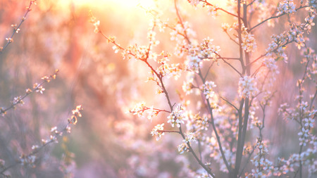 Spring blossom background. Beautiful nature scene with blooming tree and sun flareの写真素材