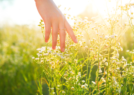 Woman hand running through meadow field with wilde flowersの写真素材