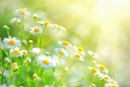 Beautiful nature scene with blooming chamomiles in sun flaresの写真素材