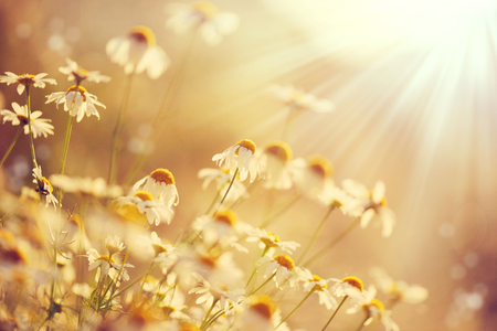 Beautiful nature scene with blooming chamomiles in sun flaresの写真素材