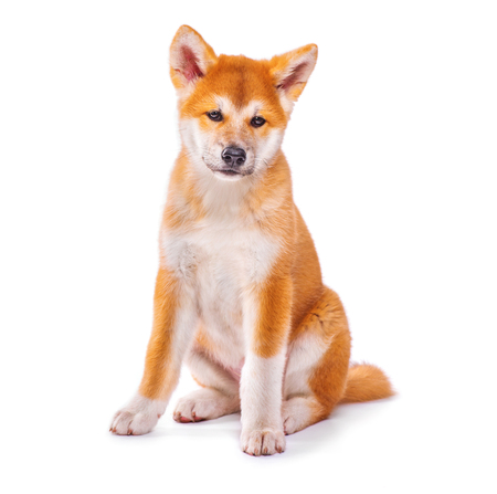 Akita Inu purebred puppy dog isolated on white background. Shiba inuの写真素材