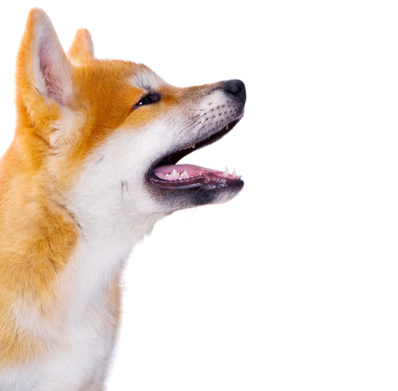 Akita Inu purebred puppy dog isolated on white background. Shiba inuの写真素材
