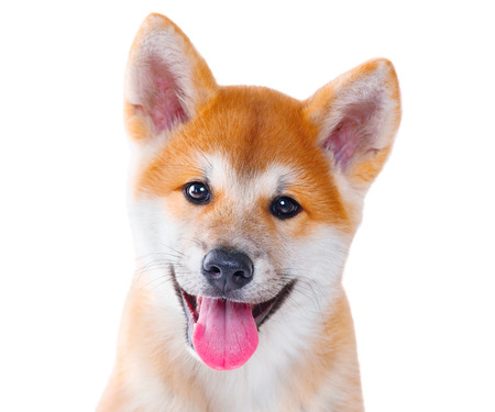 Akita Inu purebred puppy dog isolated on white background. Shiba inuの写真素材