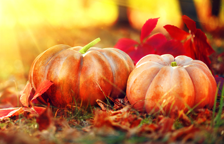 Orange pumpkins over bright autumnal nature background. Harvest conceptの写真素材