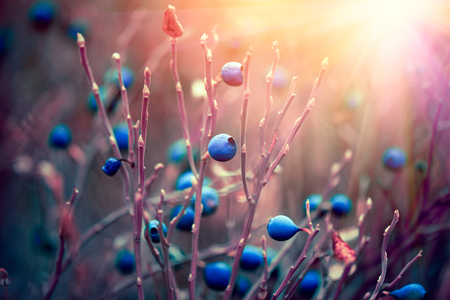 Autumn blueberries. Wildberry growing in a forest. Blueberry nature backgroundの写真素材