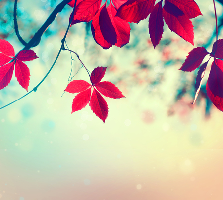Colorful autumn leaves over blurred nature background. Fallの写真素材