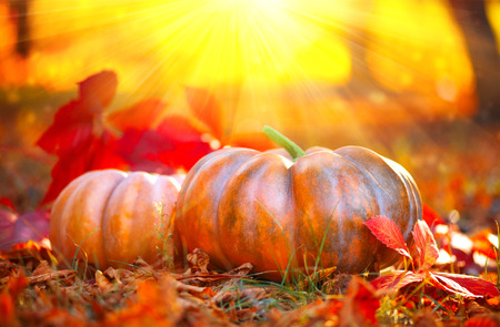 Autumn Halloween pumpkins. Orange pumpkins over bright autumnal nature backgroundの写真素材