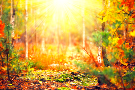 Autumn sunny forest. Blurred abstract nature backgroundの写真素材