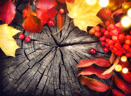 Autumn leaves and cranberries over cracked wooden backgroundの写真素材