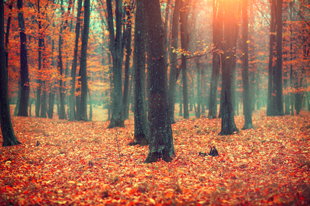 Autumn landscape, trees and leaves. Fall sceneの写真素材