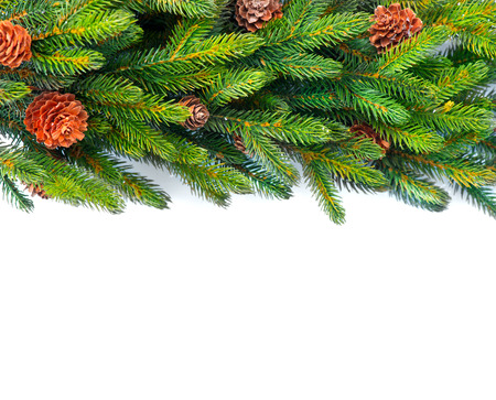 Christmas tree with cones border background isolated on whiteの写真素材