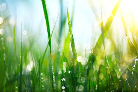 Grass. Fresh green spring grass with dew drops closeupの写真素材