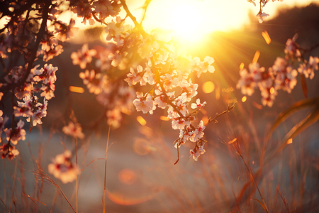 Spring blossom background. Beautiful nature scene with blooming tree and sun flare. Sunny day. Spring flowersの写真素材