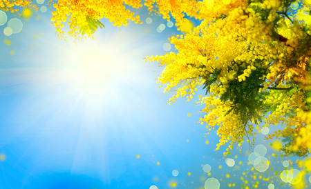 Mimosa. Spring flowers Easter background. Blooming mimosa tree over blue sky