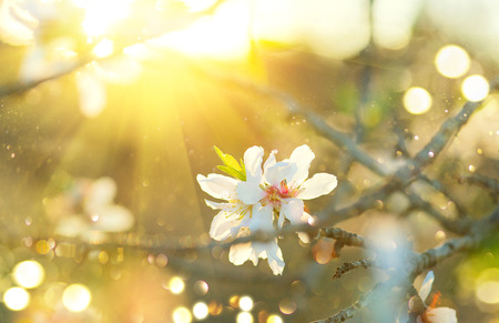 Spring Easter border or background art with blossom. Beautiful nature scene with blooming tree and sun flareの写真素材