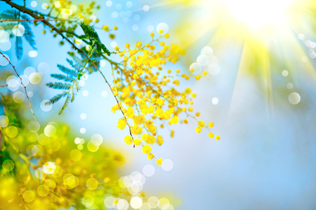 Mimosa. Spring flowers Easter background. Blooming mimosa tree over blue skyの写真素材