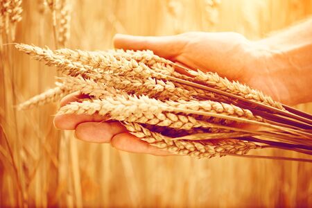 Wheat ears in man's hand. Harvesting conceptの写真素材