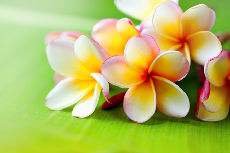 Frangipani flower closeup. Exotic plumeria spa flowers on green leaf tropical backgroundの写真素材