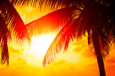 Sunset beach with palm trees and beautiful sky landscape. Beautiful coconut palms silhouettes over orange sunの写真素材