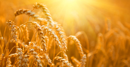 Wheat field. Ears of golden wheat closeup. Harvest conceptの写真素材