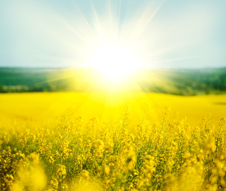 Rapeseed, blooming canola field in summerの写真素材