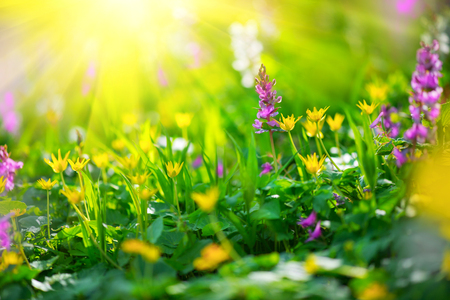 Spring wildflowers. Nature meadow field with wild flowersの写真素材