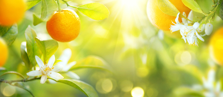 Ripe oranges or tangerines hanging on a tree. Healthy organic juicy fruits growing in sunny orchardの写真素材