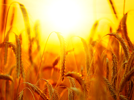 Wheat field. Ears of golden wheat closeup. Harvest conceptの写真素材