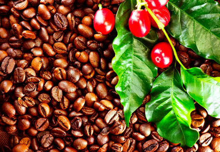 Coffee. Real coffee plant on roasted coffee background. Border art designの写真素材