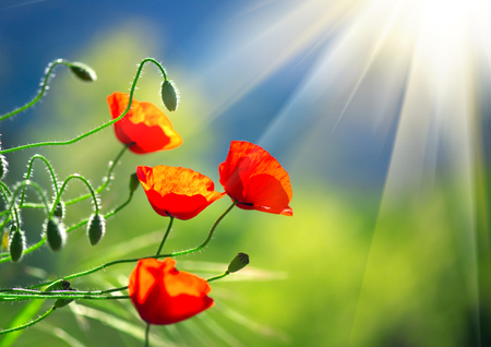 Poppy flowers field nature spring background. Blooming poppies over blue skyの写真素材