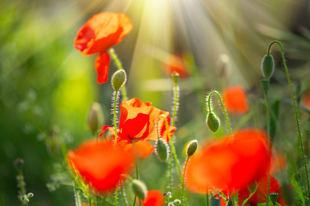 Poppy flowers field nature spring background. Blooming poppiesの写真素材