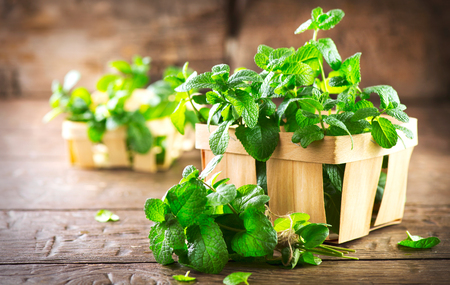 Mint. Bunch of fresh green organic mint leaf on wooden table closeupの写真素材