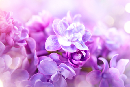 Lilac flowers closeup. Violet lilac flowers art design backgroundの写真素材
