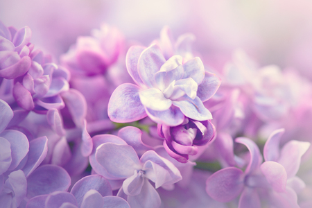 Lilac flowers bunch violet art design backgroundの写真素材