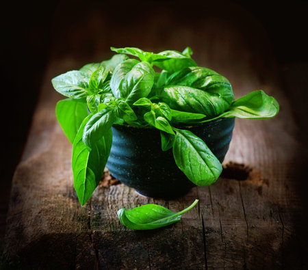 Basil. Closeup of fresh basil leaves in a bowl on dark rustic wooden tableの写真素材