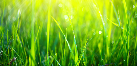 Green grass background. Fresh green spring grass with dew drops closeupの写真素材