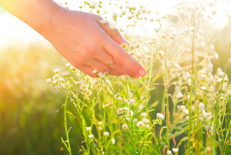 Woman hand touching wild chamomile flowers closeup. Healthcare concept. Alternative medicineの写真素材