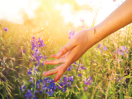 Woman hand touching wild flowers closeup. Healthcare conceptの写真素材