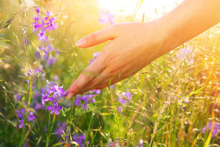 Woman hand touching wild flowers closeup. Healthcare concept. Alternative medicineの写真素材
