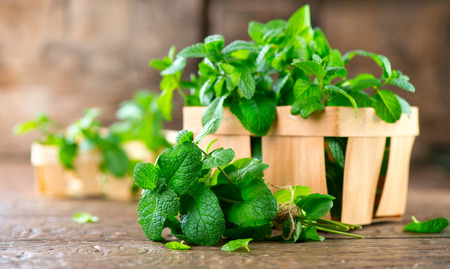 Mint. Bunch of fresh green organic mint leaf on wooden table closeupの写真素材