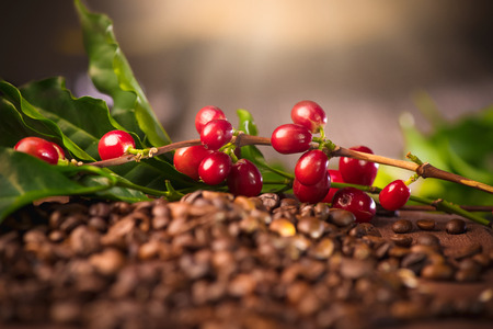 Coffee. Real coffee plant on roasted coffee backgroundの写真素材