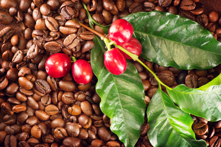 Coffee. Real coffee plant on roasted coffee background. Border art designの写真素材