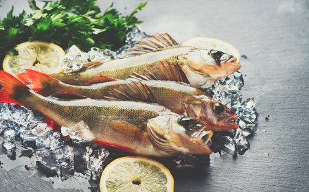 Fresh fish on ice with aromatic herbs, spices, salt. Raw perches on dark slate trayの写真素材