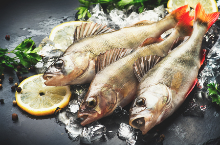 Fresh fish on ice with aromatic herbs, spices, salt. Raw perches on dark slate trayの写真素材