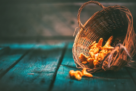 Raw wild chanterelles mushrooms in a basket over old rustic backgroundの写真素材