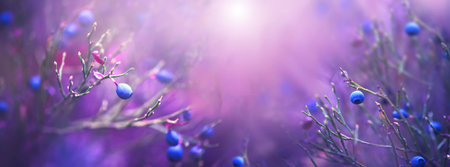 Blueberry nature background. Juicy and fresh wildberries growing in a forest