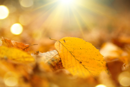 Autumn nature background. Fall abstract autumnal background with yellow leaves and sun flaresの写真素材
