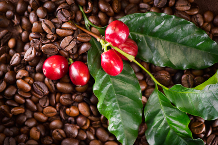 Coffee. Real coffee plant on roasted coffee background. Border art designの写真素材