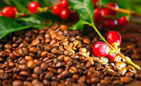 Coffee. Real coffee plant on roasted coffee beans backgroundの写真素材