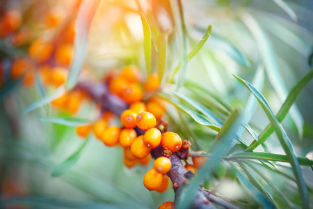 Sea buckthorn growing on a tree closeup (Hippophae rhamnoides)の写真素材